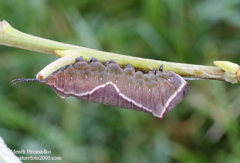 hranostajník vrbový, Cerura vinula (Motýli, Lepidoptera)